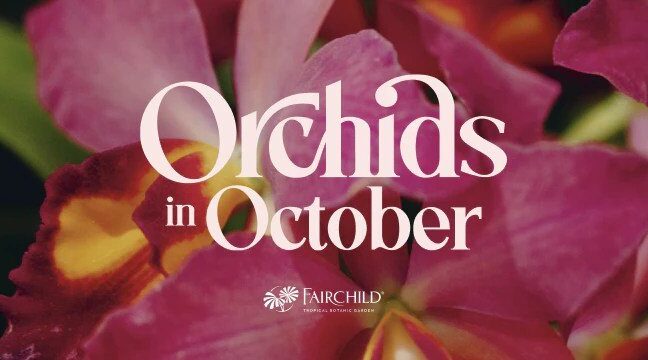 Orchids in October at Fairchild Tropical Botanic Garden. Image: Fairchild Tropical Botanic Garden
