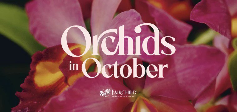 Orchids in October at Fairchild Tropical Botanic Garden. Image: Fairchild Tropical Botanic Garden