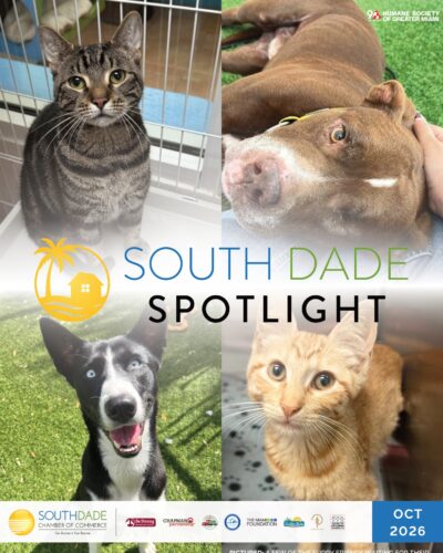 South Dade Spotlight October 2026 cover: shelter cats and dogs at the Humane Society